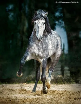 Картинки красивые лошади (37 фото) 🔥 Прикольные картинки и юмор