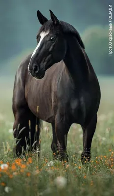 Лошади - красивые картинки (56 фото)