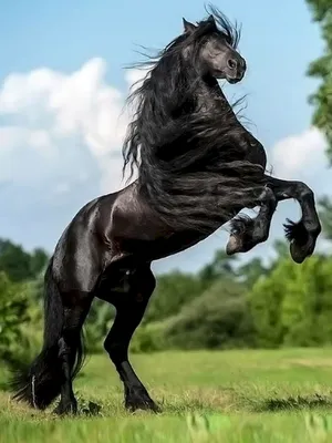 Красивые кони с огненными гривами и…» — создано в Шедевруме
