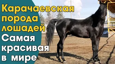 Картина на холсте из частей С лошадьми, Черная и белая лошадь, Красивые  лошади 90х60 из 3-х модулей (ID#821612455), цена: 1300 ₴, купить на Prom.ua