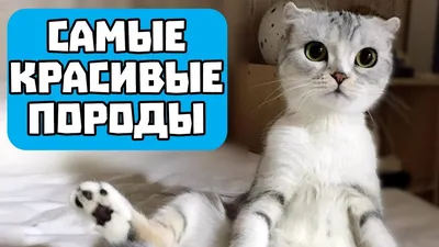 Самые красивые кошки в от Владимир Алексеев за 24.01.2017