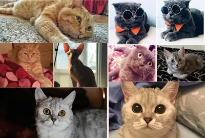Самые красивые кошки в мире! ТОП 10 красивых животных! Top 10 Beautiful  Animals! - YouTube