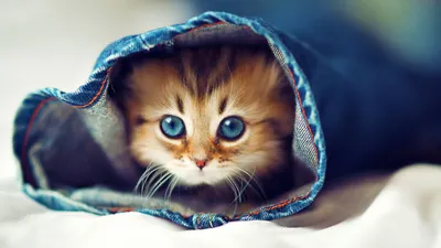 Пхухет, красивые коты одеты как …» — создано в Шедевруме