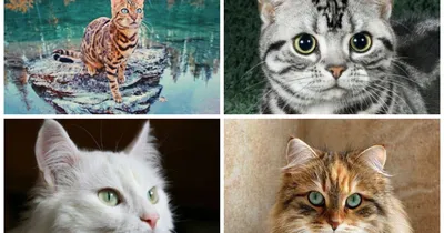 Самые красивые породы кошек с необычной окраской – фото | OBOZ.UA