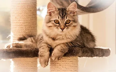 10 самых красивых котов в мире! | PETSUP | Дзен