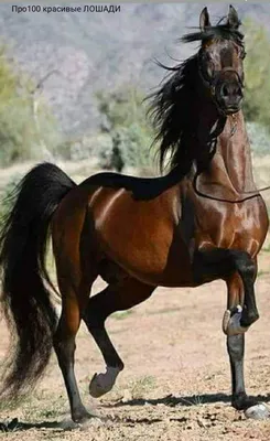 Про100 красивые ЛОШАДИ — Разное | OK.RU | Красивые лошади, Лошадиные  породы, Фотографии лошадей