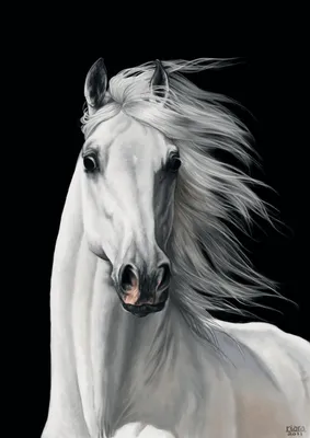 Pin by Fräulein on Tiere | Horses, Beautiful horses photography, Pretty  horses