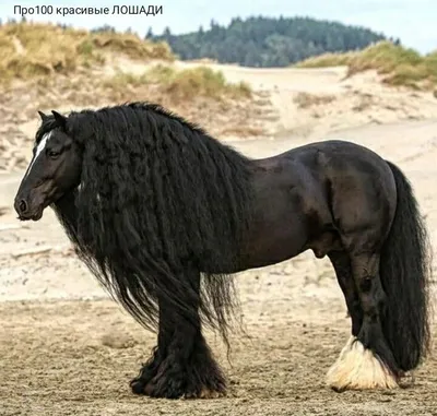 Альбом Panini Самые красивые лошади мира: купить оптом, цена в оптовом  интернет-магазине igryoptom.ru