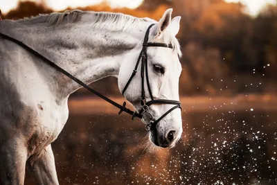 Красивые лошади в зиме стоковое фото. изображение насчитывающей лошадь -  107051216
