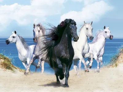Самые красивые и невероятные лошади в мире #1 - Mover.uz