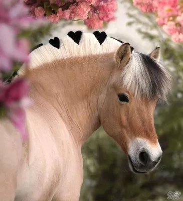 Красивая Лошадь Красивые Лошади - Бесплатное фото на Pixabay - Pixabay