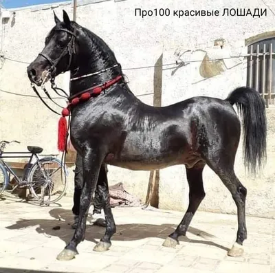 Самые красивые лошади в мире | Эксперт по сельской жизни | Дзен