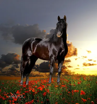 Красивые лошади мира / Beautiful horse world - YouTube