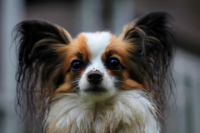 Красивые маленькие собаки стоковое фото. изображение насчитывающей шерсть -  91352704