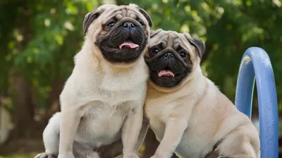Маленькие собачки: топ лучших мелких пород собак с фото, описанием и  отзывами