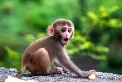 Самая красивая обезьяна - 78 фото