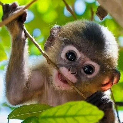Красивые Blackcrested обезьяны мартышки держат еду в руке Стоковое Фото -  изображение насчитывающей обезьяна, красиво: 210420770