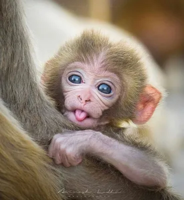 Самые красивые виды обезьян: фотографии и описани Золотой лангур | Обезьяна,  Вид, Примат