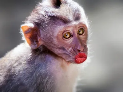 Самые красивые виды обезьян: фотографии и описание