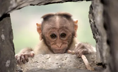 Фото обезьяна животное