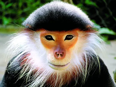 Красивая обезьяна в серебристых …» — создано в Шедевруме