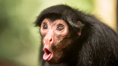 Обезьяна шимпанзе (63 фото) - красивые фото и картинки pofoto.club