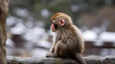 Поющий гиббон и одна из самых красивых в мире мартышек приехали на выставку  обезьян в город