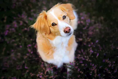 Красивые собаки бигля стоковое изображение. изображение насчитывающей утеха  - 143085869