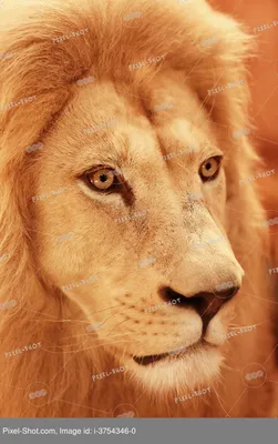 Портрет красивый лев, крупным планом :: Стоковая фотография :: Pixel-Shot  Studio