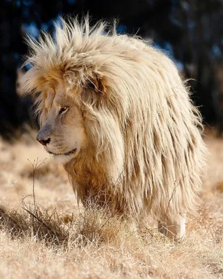 Красивый лев приветствию львицы на его возвращении Стоковое Фото -  изображение насчитывающей золотисто, вышесказанного: 80973992