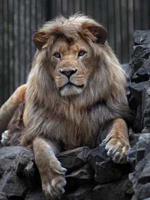Фото: Красивый лев