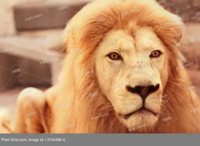 Скачать обои животные, красивый, лев, затаился, царь зверей разрешение  1152x864 #29507