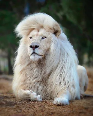 Невероятно красивый лев в лучах …» — создано в Шедевруме
