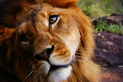 Красивый лев в зоопарке :: Стоковая фотография :: Pixel-Shot Studio