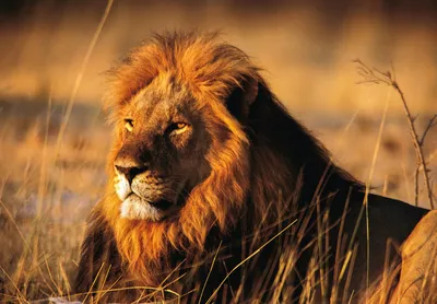 Самый красивый лев в мире - 75 фото