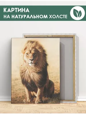 Лев царь зверей картинки - 67 фото