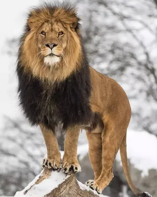 Красивый лев в клетке стоковое изображение. изображение насчитывающей  волосы - 81756669