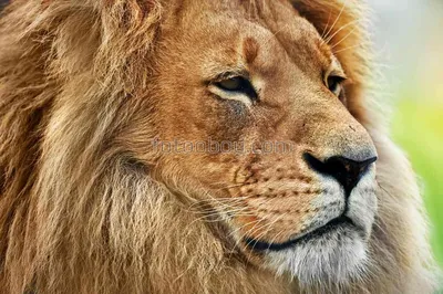 Картина красивый лев FIX CANVAS 98839371 купить за 1 685 ₽ в  интернет-магазине Wildberries