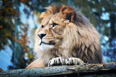 Красивый Могучий Лев — стоковые фотографии и другие картинки Агрессия -  Агрессия, Африка, Большая кошка - iStock