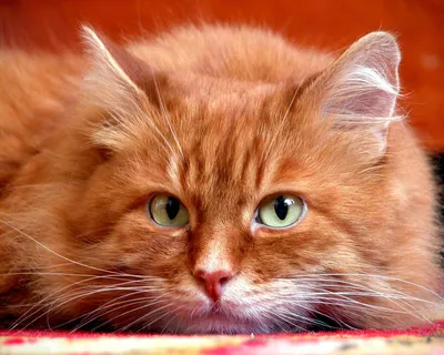 Фото Красивый рыжий кот
