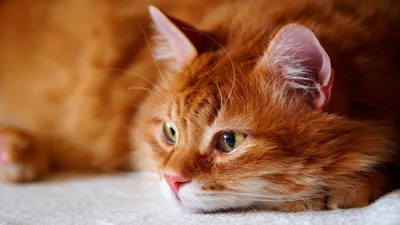 Взрослый пушистый красивый рыжий кот…» — создано в Шедевруме