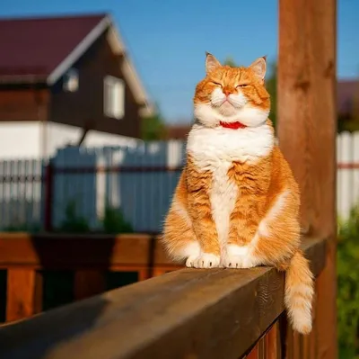 Красивый рыжий кот на прогулке» — создано в Шедевруме