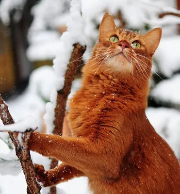 Довольный рыжий кот - 69 фото