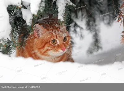 Красивый рыжий кот выглядывает из-…» — создано в Шедевруме