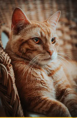 красивый рыжий кот сидит и смотрит на камеру на деревянном фоне. Стоковое  Фото - изображение насчитывающей вискеры, портрет: 233507932
