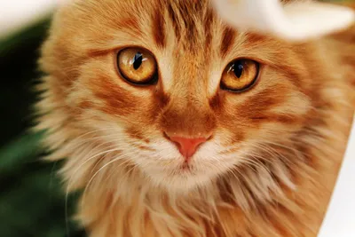 Красивый рыжий кот выглядывает из-…» — создано в Шедевруме