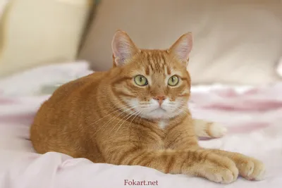 Красивый рыжий кот живёт на улице. Помогите ему стать домашним!!! +7 913  891-22-50 #котятакошкиновосибирск | Instagram