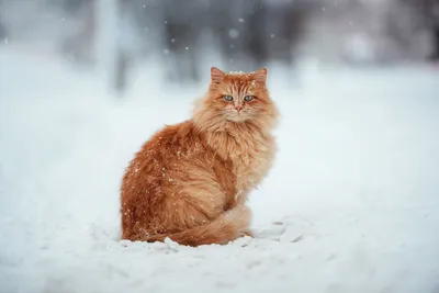 Рыжий кот с большими глазами порода - 71 фото