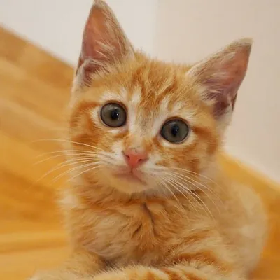 Красивый маленький рыжий кот на траве - обои для рабочего стола, картинки,  фото
