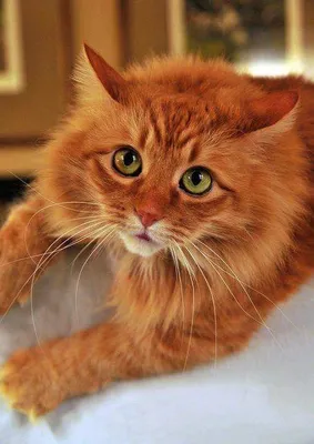 Красивый рыжий кот самодостаточный с…» — создано в Шедевруме